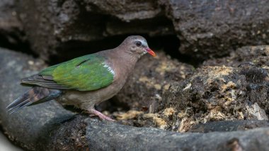 Tropik bir ormanın yemyeşil yeşillikleri arasında tünemiş Zümrüt Güvercini 'nin büyüleyici bir görüntüsü..