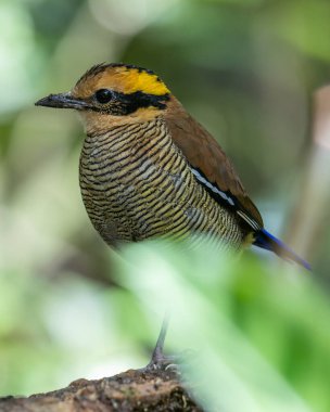 Bornean Banded Pitta 'nın (Pitta schwaneri) yemyeşil yağmur ormanlarındaki olağanüstü bir görüntüsü ve onu Bornean yağmur ormanlarının gerçek bir mücevheri haline getiriyor..