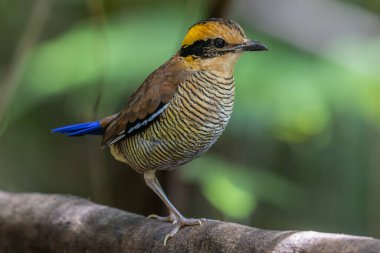 Bornean Banded Pitta 'nın (Pitta schwaneri) yemyeşil yağmur ormanlarındaki olağanüstü bir görüntüsü ve onu Bornean yağmur ormanlarının gerçek bir mücevheri haline getiriyor..