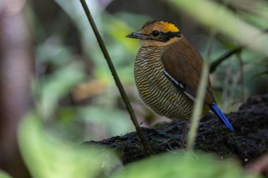 Bornean Banded Pitta 'nın (Pitta schwaneri) yemyeşil yağmur ormanlarındaki olağanüstü bir görüntüsü ve onu Bornean yağmur ormanlarının gerçek bir mücevheri haline getiriyor..