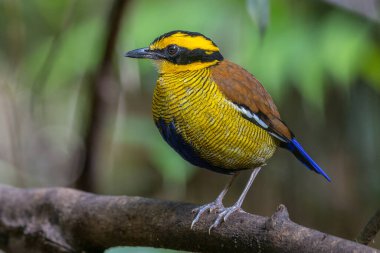Bornean Banded Pitta 'nın (Pitta schwaneri) yemyeşil yağmur ormanlarındaki olağanüstü bir görüntüsü ve onu Bornean yağmur ormanlarının gerçek bir mücevheri haline getiriyor..