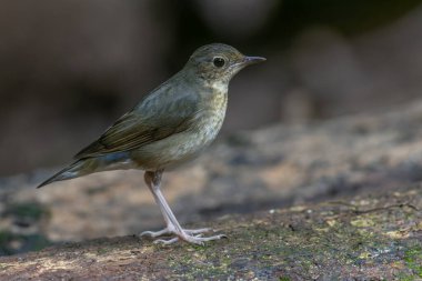 Sibiryalı dişi bir Mavi Robin 'in (Larvivora siyanesi) narin zarafetini yansıtan büyüleyici bir fotoğraf. Tüyleri ve nazik varlığı bu kuşun cazibesinin bir göstergesidir..