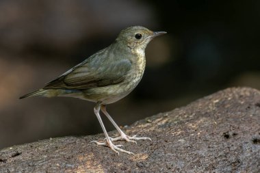Sibiryalı dişi bir Mavi Robin 'in (Larvivora siyanesi) narin zarafetini yansıtan büyüleyici bir fotoğraf. Tüyleri ve nazik varlığı bu kuşun cazibesinin bir göstergesidir..