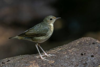 Sibiryalı dişi bir Mavi Robin 'in (Larvivora siyanesi) narin zarafetini yansıtan büyüleyici bir fotoğraf. Tüyleri ve nazik varlığı bu kuşun cazibesinin bir göstergesidir..