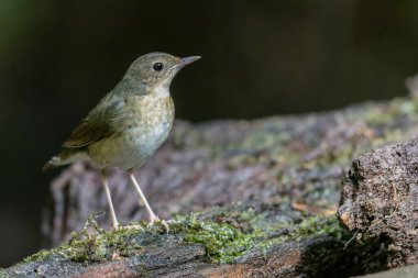 Sibiryalı dişi bir Mavi Robin 'in (Larvivora siyanesi) narin zarafetini yansıtan büyüleyici bir fotoğraf. Tüyleri ve nazik varlığı bu kuşun cazibesinin bir göstergesidir..
