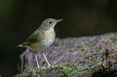 Sibiryalı dişi bir Mavi Robin 'in (Larvivora siyanesi) narin zarafetini yansıtan büyüleyici bir fotoğraf. Tüyleri ve nazik varlığı bu kuşun cazibesinin bir göstergesidir..