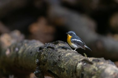 A captivating photograph capturing the grace of a Rufous-Chested Flycatcher (Ficedula dumetoria) as it perches on a slender tree branch in its woodland habitat. clipart