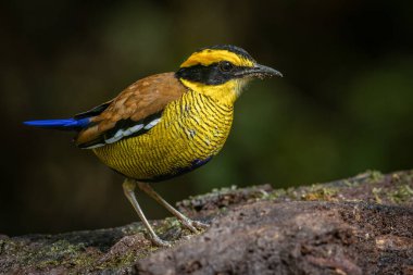 Bornean Banded Pitta 'nın (Pitta schwaneri) yemyeşil yağmur ormanlarındaki olağanüstü bir görüntüsü ve onu Bornean yağmur ormanlarının gerçek bir mücevheri haline getiriyor..