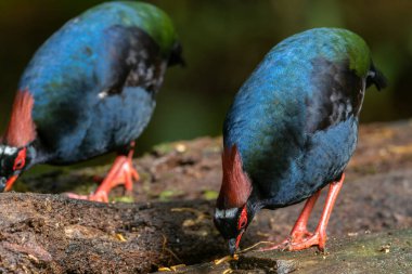 Armalı Partridge (Rollulus rouloul) zarif ve ayırt edici görünümünü sergiliyor. Bu güzel kuş, zarif tüyleri ve ibikli kafasıyla vahşi yaşamın çeşitliliğinin bir kanıtıdır..