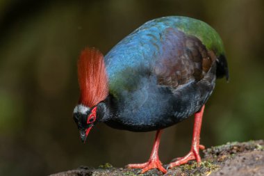 Armalı Partridge (Rollulus rouloul) zarif ve ayırt edici görünümünü sergiliyor. Bu güzel kuş, zarif tüyleri ve ibikli kafasıyla vahşi yaşamın çeşitliliğinin bir kanıtıdır..