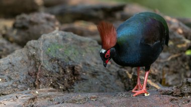 Armalı Partridge (Rollulus rouloul) zarif ve ayırt edici görünümünü sergiliyor. Bu güzel kuş, zarif tüyleri ve ibikli kafasıyla vahşi yaşamın çeşitliliğinin bir kanıtıdır..