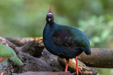 Armalı Partridge (Rollulus rouloul) zarif ve ayırt edici görünümünü sergiliyor. Bu güzel kuş, zarif tüyleri ve ibikli kafasıyla vahşi yaşamın çeşitliliğinin bir kanıtıdır..