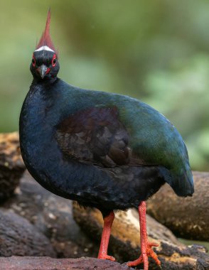 Armalı Partridge (Rollulus rouloul) zarif ve ayırt edici görünümünü sergiliyor. Bu güzel kuş, zarif tüyleri ve ibikli kafasıyla vahşi yaşamın çeşitliliğinin bir kanıtıdır..