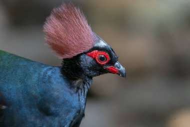 Armalı Partridge (Rollulus rouloul) zarif ve ayırt edici görünümünü sergiliyor. Bu güzel kuş, zarif tüyleri ve ibikli kafasıyla vahşi yaşamın çeşitliliğinin bir kanıtıdır..