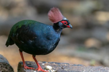 Armalı Partridge (Rollulus rouloul) zarif ve ayırt edici görünümünü sergiliyor. Bu güzel kuş, zarif tüyleri ve ibikli kafasıyla vahşi yaşamın çeşitliliğinin bir kanıtıdır..