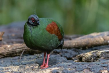 Armalı Partridge (Rollulus rouloul) zarif ve ayırt edici görünümünü sergiliyor. Bu güzel kuş, zarif tüyleri ve ibikli kafasıyla vahşi yaşamın çeşitliliğinin bir kanıtıdır..