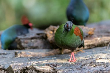 Armalı Partridge (Rollulus rouloul) zarif ve ayırt edici görünümünü sergiliyor. Bu güzel kuş, zarif tüyleri ve ibikli kafasıyla vahşi yaşamın çeşitliliğinin bir kanıtıdır..