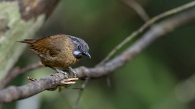 Temminck 'in Babbler kuşunun Sabah, Borneo' daki derin yağmur ormanlarındaki doğa görüntüsü.