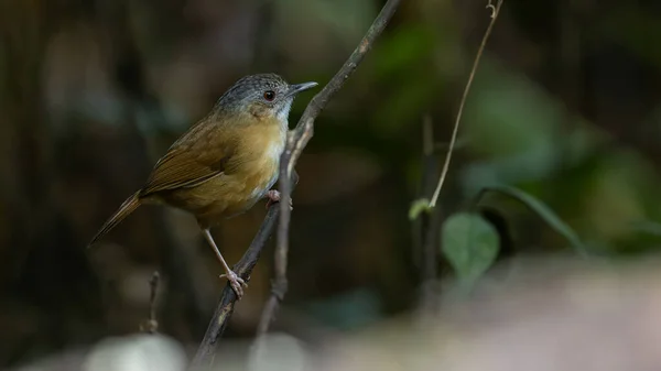 Naturaufnahme Von Temmincks Babbler Vogel Tiefen Regenwald Dschungel Von Sabah — Stockfoto