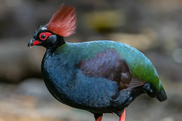 Crested Partridge Rollulus Rouloul Showcasing Its Exquisite Distinctive Appearance Beautiful — Stock Photo, Image