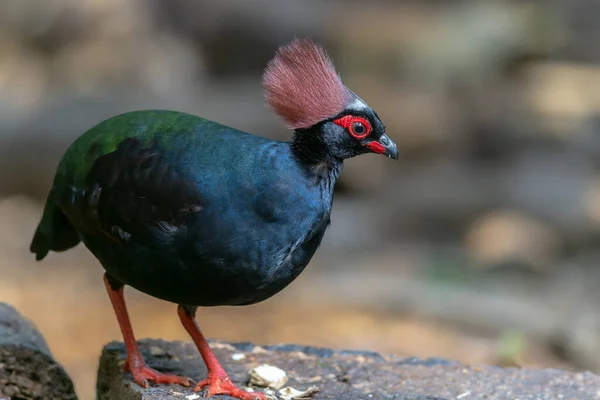 Crested Partridge Rollulus Rouloul Showcasing Its Exquisite Distinctive Appearance Beautiful — Stock Photo, Image