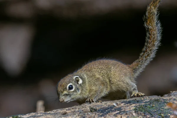 Cute Ground Squirrel Makan Buah Hutan Hutan Hujan Stok Gambar Bebas Royalti