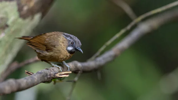 Citra Satwa Liar Alam Burung Temminck Babbler Hutan Hujan Dalam Stok Foto Bebas Royalti