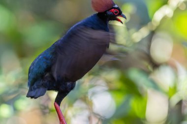 Armalı Partridge (Rollulus rouloul) zarif ve ayırt edici görünümünü sergiliyor. Bu güzel kuş, zarif tüyleri ve ibikli kafasıyla vahşi yaşamın çeşitliliğinin bir kanıtıdır..