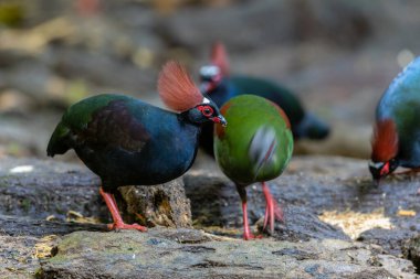 Armalı Partridge (Rollulus rouloul) zarif ve ayırt edici görünümünü sergiliyor. Bu güzel kuş, zarif tüyleri ve ibikli kafasıyla vahşi yaşamın çeşitliliğinin bir kanıtıdır..