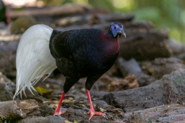 Majestic Bulwer 'ın Vahşi Doğadaki Sülünü. Bir Bulwer 'ın Sülününün doğal ortamında güzelliğini yansıtan zarif bir görüntü. Kuş dünyasının harikalarının gerçek bir sembolüdür..