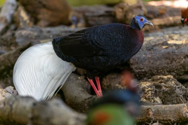 Majestic Bulwer 'ın Vahşi Doğadaki Sülünü. Bir Bulwer 'ın Sülününün doğal ortamında güzelliğini yansıtan zarif bir görüntü. Kuş dünyasının harikalarının gerçek bir sembolüdür..