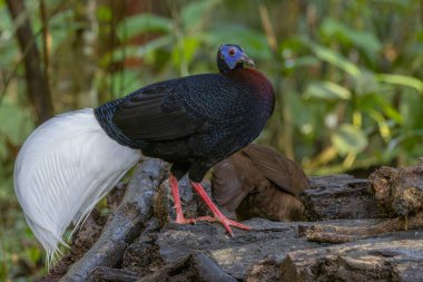 Majestic Bulwer 'ın Vahşi Doğadaki Sülünü. Bir Bulwer 'ın Sülününün doğal ortamında güzelliğini yansıtan zarif bir görüntü. Kuş dünyasının harikalarının gerçek bir sembolüdür..