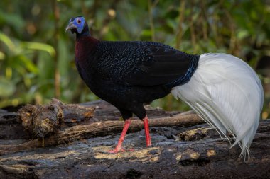 Majestic Bulwer 'ın Vahşi Doğadaki Sülünü. Bir Bulwer 'ın Sülününün doğal ortamında güzelliğini yansıtan zarif bir görüntü. Kuş dünyasının harikalarının gerçek bir sembolüdür..