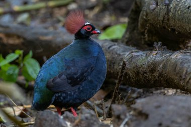 Armalı Partridge (Rollulus rouloul) zarif ve ayırt edici görünümünü sergiliyor. Bu güzel kuş, zarif tüyleri ve ibikli kafasıyla vahşi yaşamın çeşitliliğinin bir kanıtıdır..