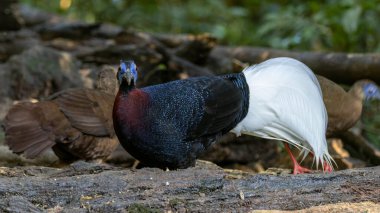 Majestic Bulwer's Pheasant in the Wild. An exquisite image capturing the beauty of a Bulwer's Pheasant in its natural habitat. is a true symbol of the wonders of the avian world. clipart