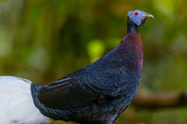 Majestic Bulwer 'ın Vahşi Doğadaki Sülünü. Bir Bulwer 'ın Sülününün doğal ortamında güzelliğini yansıtan zarif bir görüntü. Kuş dünyasının harikalarının gerçek bir sembolüdür..
