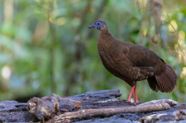 Majestic Bulwer 'ın Vahşi Doğadaki Sülünü. Bir Bulwer 'ın Sülününün doğal ortamında güzelliğini yansıtan zarif bir görüntü. Kuş dünyasının harikalarının gerçek bir sembolüdür..