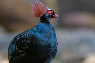 Armalı Partridge (Rollulus rouloul) zarif ve ayırt edici görünümünü sergiliyor. Bu güzel kuş, zarif tüyleri ve ibikli kafasıyla vahşi yaşamın çeşitliliğinin bir kanıtıdır..