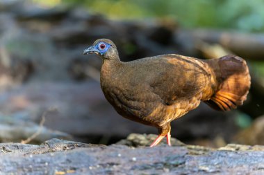 Majestic Bulwer 'ın Vahşi Doğadaki Sülünü. Bir Bulwer 'ın Sülününün doğal ortamında güzelliğini yansıtan zarif bir görüntü. Kuş dünyasının harikalarının gerçek bir sembolüdür..