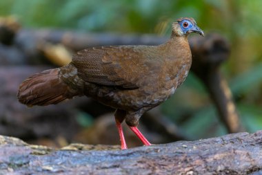 Majestic Bulwer 'ın Vahşi Doğadaki Sülünü. Bir Bulwer 'ın Sülününün doğal ortamında güzelliğini yansıtan zarif bir görüntü. Kuş dünyasının harikalarının gerçek bir sembolüdür..