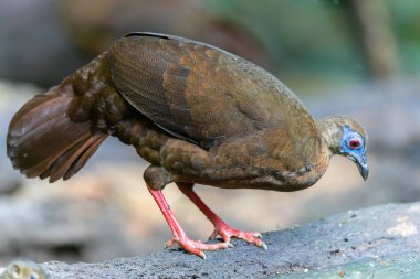 Majestic Bulwer 'ın Vahşi Doğadaki Sülünü. Bir Bulwer 'ın Sülününün doğal ortamında güzelliğini yansıtan zarif bir görüntü. Kuş dünyasının harikalarının gerçek bir sembolüdür..