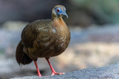 Majestic Bulwer 'ın Vahşi Doğadaki Sülünü. Bir Bulwer 'ın Sülününün doğal ortamında güzelliğini yansıtan zarif bir görüntü. Kuş dünyasının harikalarının gerçek bir sembolüdür..
