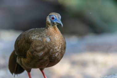 Majestic Bulwer 'ın Vahşi Doğadaki Sülünü. Bir Bulwer 'ın Sülününün doğal ortamında güzelliğini yansıtan zarif bir görüntü. Kuş dünyasının harikalarının gerçek bir sembolüdür..