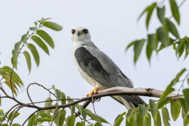 Black-winged Kite Perched in Tranquility clipart