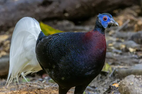 Majestic Bulwer Pheasant Wild Exquisite Image Capturing Beauty Bulwer Pheasant — Stock Photo, Image