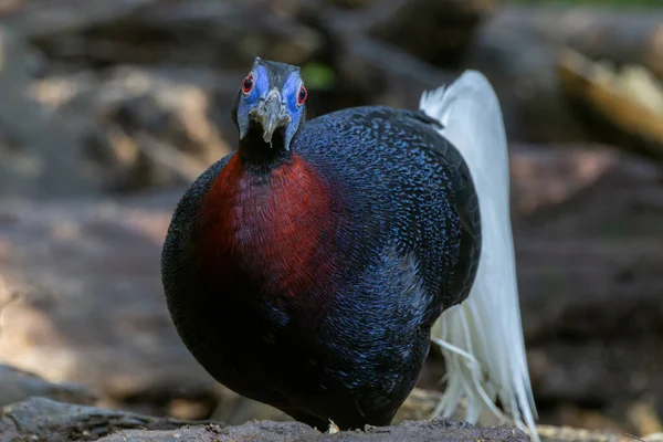 야생에서 마제스틱 벌거의 서식지에서 Bulwer의 Pheasant의 아름다움을 포착하는 절묘한 이미지 — 스톡 사진