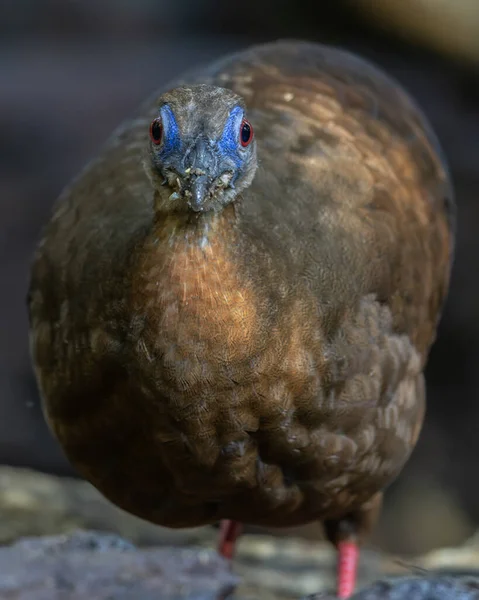 야생에서 마제스틱 벌거의 서식지에서 Bulwer의 Pheasant의 아름다움을 포착하는 절묘한 이미지 로열티 프리 스톡 사진