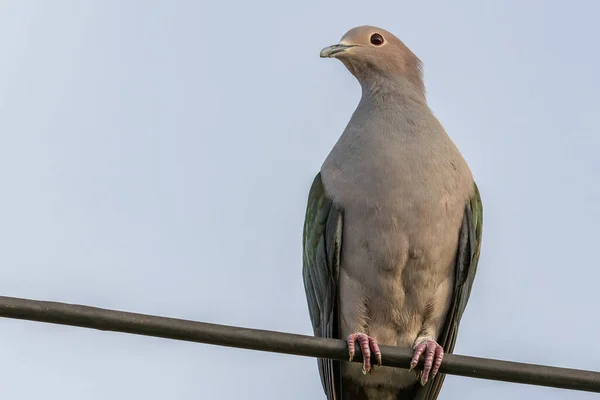 Utsökt Bild Green Imperial Pigeon Visar Upp Sin Pulserande Gröna Royaltyfria Stockbilder