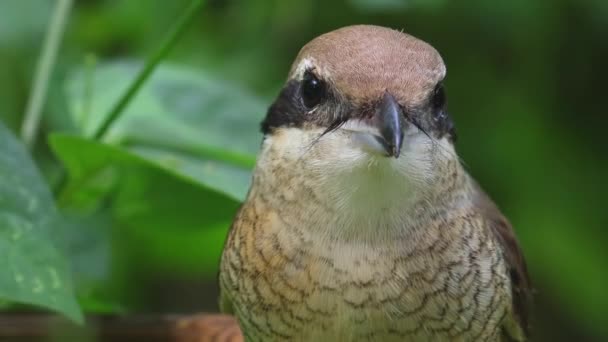 Φύση Της Άγριας Ζωής Πλάνα Από Graceful Brown Shrike Master — Αρχείο Βίντεο