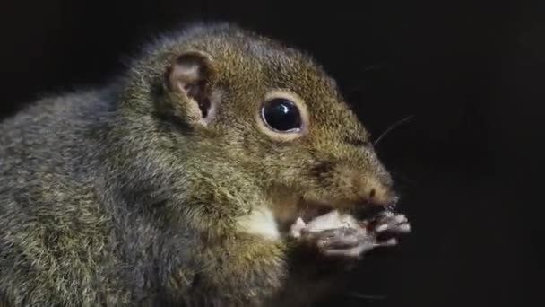 Cute Wiewiórka Ziemi Jedząc Owoce Dżungli Dżungli Deszczowej — Wideo stockowe